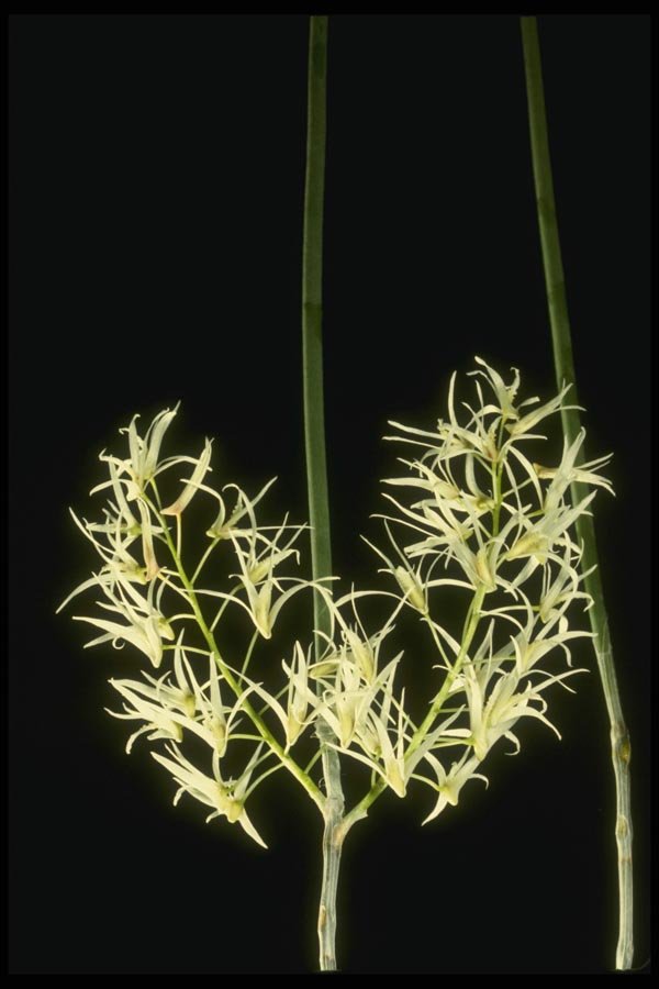 115051 Falcatum (Dendrobium) A4 Photo Print