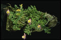 115052 Lodgesii (Dendrobium) A4 Photo Print