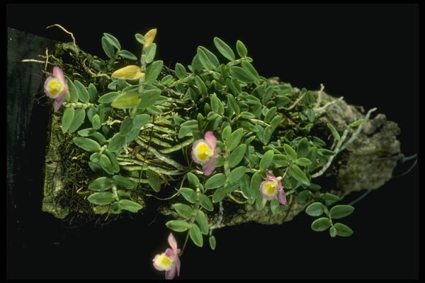 115052 Lodgesii (Dendrobium) A4 Photo Print