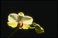115053 Geo.Moler (Doritaenopsis) A4 Photo Print