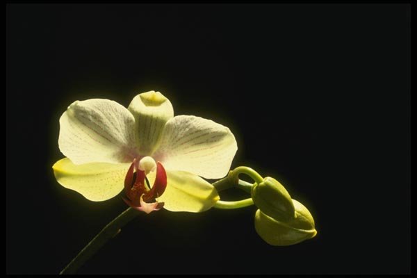 115053 Geo.Moler (Doritaenopsis) A4 Photo Print