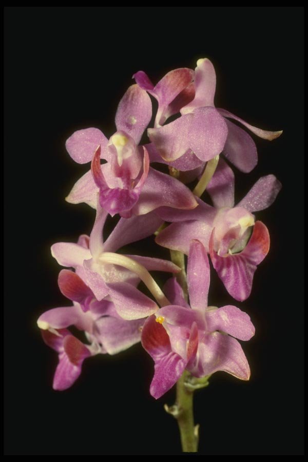 115054 Pulcherrima (Doritis) A4 Photo Print