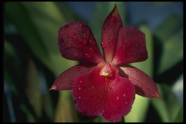 115055 Circinatum (Epidendrum) A4 Photo Print