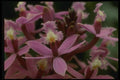 115056 Ibaguense (Epidendrum) A4 Photo Print