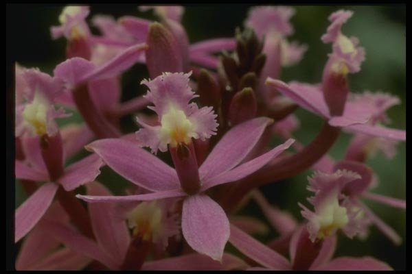 115056 Ibaguense (Epidendrum) A4 Photo Print
