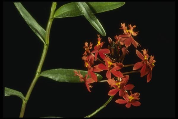 115057 Ibaguense (Epidendrum) A4 Photo Print