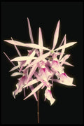115058 Nemorale, Close Up (Epidendrum) A4 Photo Print