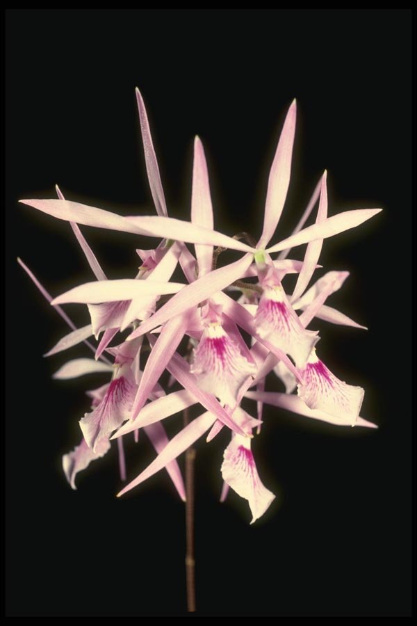 115058 Nemorale, Close Up (Epidendrum) A4 Photo Print