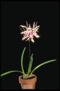 115059 Nemorale, Potted (Epidendrum) A4 Photo Print