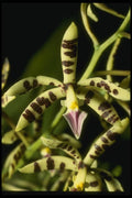 115060 Prismatocarpum (Epidendrum) A4 Photo Print