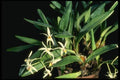 115061 Gymbidioides (Epigeneium) A4 Photo Print