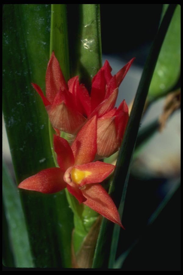 115062 Imbricata (Hexisea) A4 Photo Print