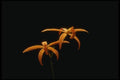 115063 Cinnabarina (Laelia) A4 Photo Print