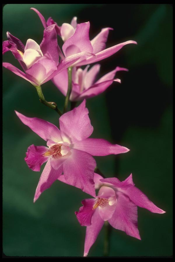 115064 Gouldiana (Laelia) A4 Photo Print