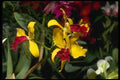 115065 Amberworth (Laeliocattelaya) A4 Photo Print