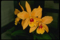 115066 Gold Digger (Laeliocattelaya) A4 Photo Print