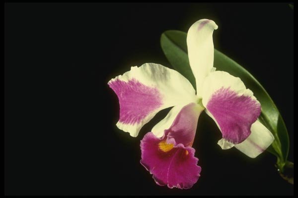 115067 Remo Prada 'Crown' (Laeliocattelaya) A4 Photo Print