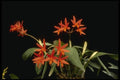 115068 Rojo 'King' (Laeliocattelaya) A4 Photo Print