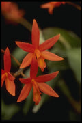115069 Rojo 'King, Close Up (Laeliocattelaya) A4 Photo Print