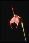 115070 Barleana, Close Up (Masdevallia) A4 Photo Print