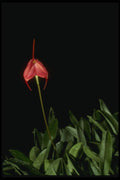 115071 Barleana (Masdevallia) A4 Photo Print