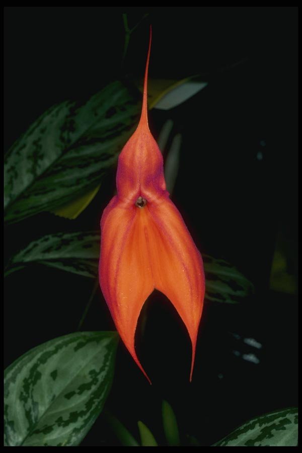 115072 Vitelliana 'Prince De Gaulles' (Masdevallia) A4 Photo Print