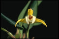 115073 Spectabilis (Maxillaria) A4 Photo Print