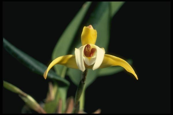 115073 Spectabilis (Maxillaria) A4 Photo Print