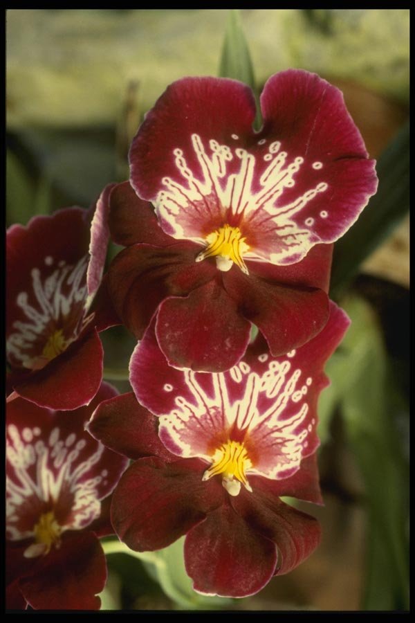 115074 Celle 'Wasserfall' (Miltonia) A4 Photo Print