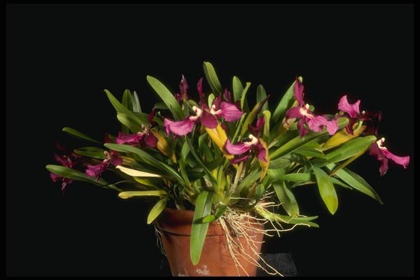 115075 Lycaena 'Stamperland' (Miltonia) A4 Photo Print