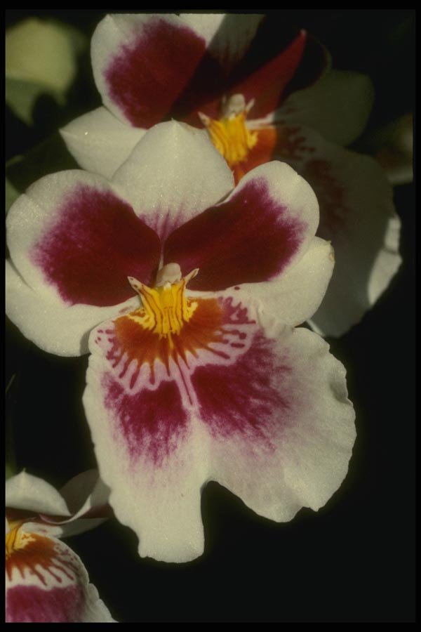115076 Spectabilis Moreliana (Miltonia) A4 Photo Print