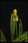 115077 Ringens (Mormolyca) A4 Photo Print