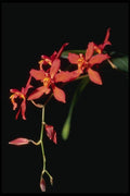 115078 Keighleyensis (Odontioda) A4 Photo Print