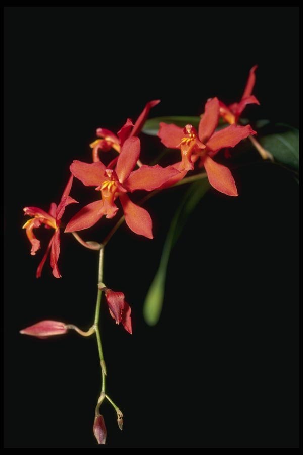 115078 Keighleyensis (Odontioda) A4 Photo Print
