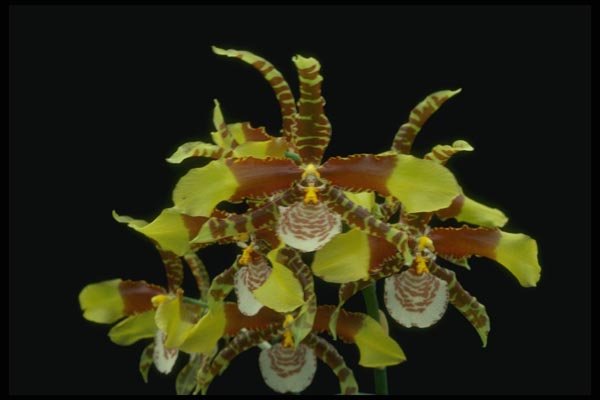 115079 Grande (Odontoglossum) A4 Photo Print