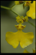 115080 Flexuosum (Oncidium) A4 Photo Print