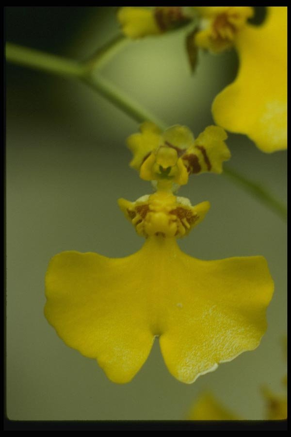115080 Flexuosum (Oncidium) A4 Photo Print