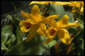 115081 Gold Digger (Laeliocattleya) A4 Photo Print