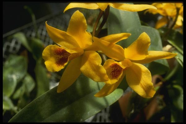 115081 Gold Digger (Laeliocattleya) A4 Photo Print