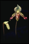 115082 Argus (Paphiopedilum) A4 Photo Print