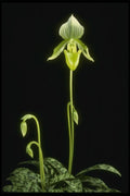 115083 Enchantress (Paphiopedilum) A4 Photo Print
