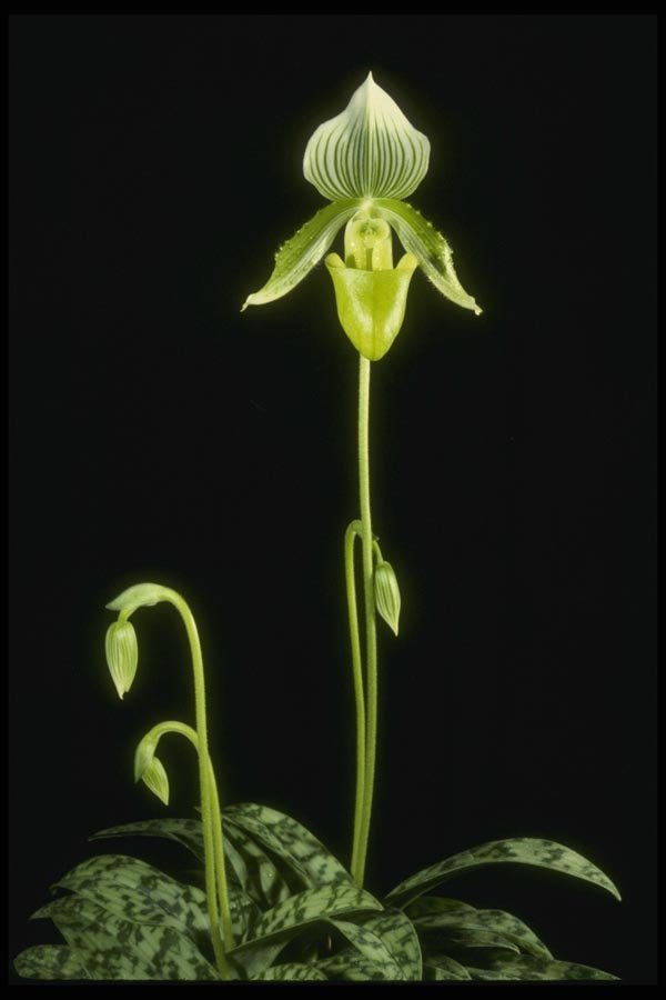 115083 Enchantress (Paphiopedilum) A4 Photo Print