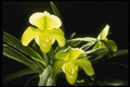 115084 Honey Dew (Paphiopedilum) A4 Photo Print