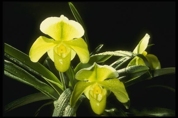 115084 Honey Dew (Paphiopedilum) A4 Photo Print