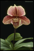 115085 Lappa Winze (Paphiopedilum) A4 Photo Print