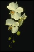 115086 Concorde (Phalaenopsis) A4 Photo Print