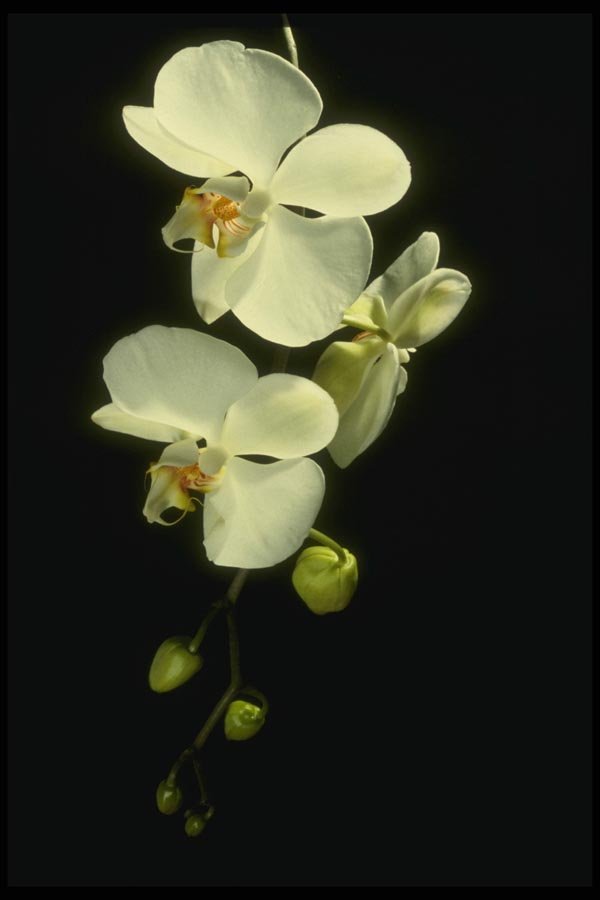 115086 Concorde (Phalaenopsis) A4 Photo Print