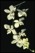 115087 Doris P. Benson's (Phalaenopsis) A4 Photo Print