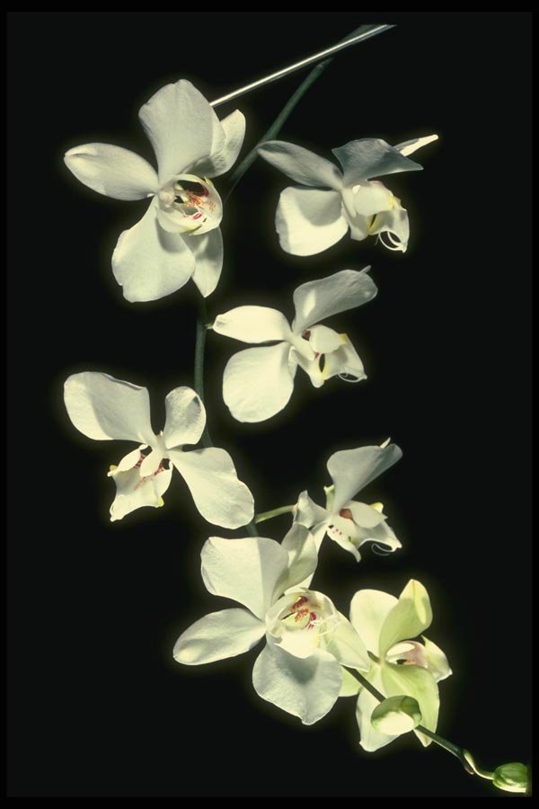 115087 Doris P. Benson's (Phalaenopsis) A4 Photo Print