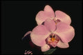 115088 Doris Wells''Hanny' (Phalaenopsis) A4 Photo Print